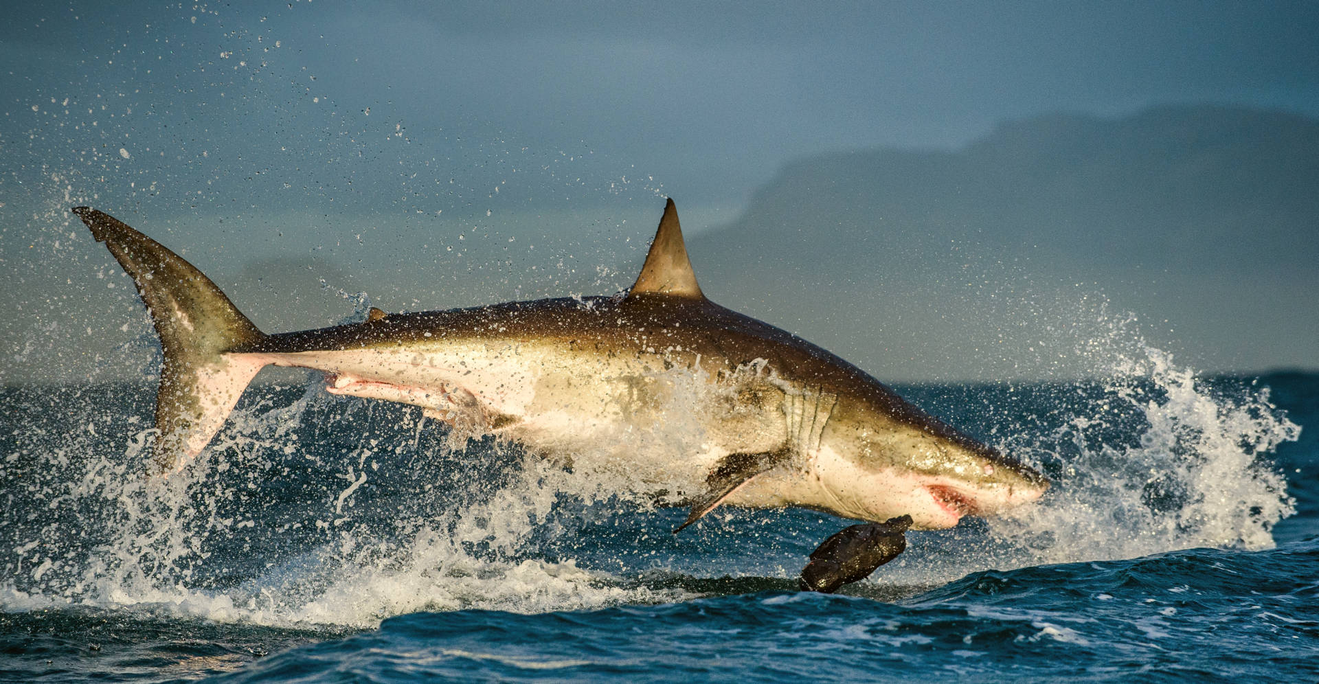 A White Shark leaps out of the water.