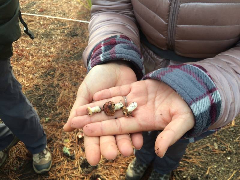 An amateur forager found several young mushrooms hiding under brush.