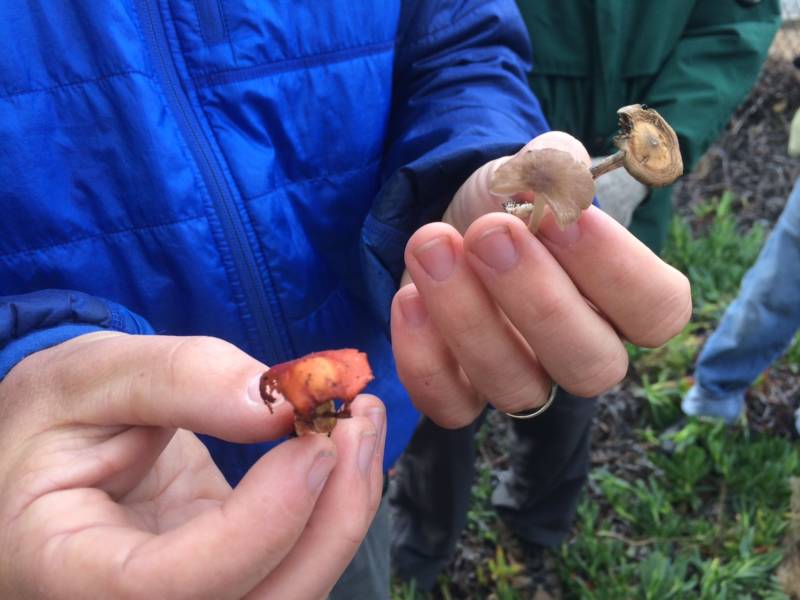 Naturalist Brennan Wenck-Reilly shows off three mushrooms found during the forage, including the psilocybe cyanescens or 'magic mushroom' on the far right.
