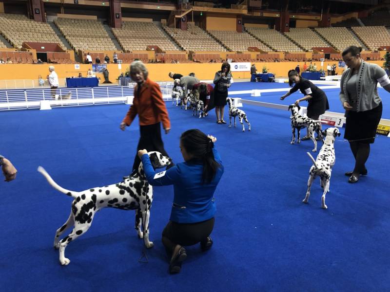 Judge Anne Bolus takes a look at several Dalmatians competing in their breed category.
