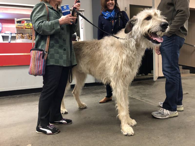 Irish Wolfhound Phalen and his owner take a break from the competition at the concession stand.