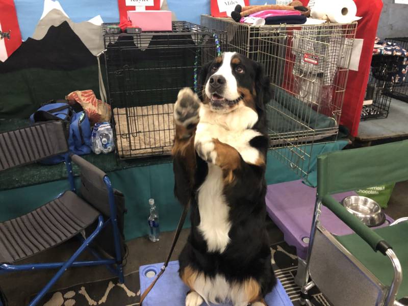 Kaylee, a Burmese Mountain Dog from Castro Valley, shows off some her tricks.