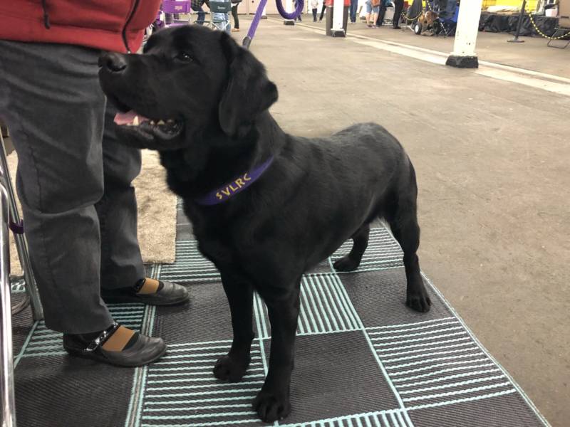 Louis, a one-and-a-half year old black Labrador retriever, won the "Open Black Labrador" competition.
