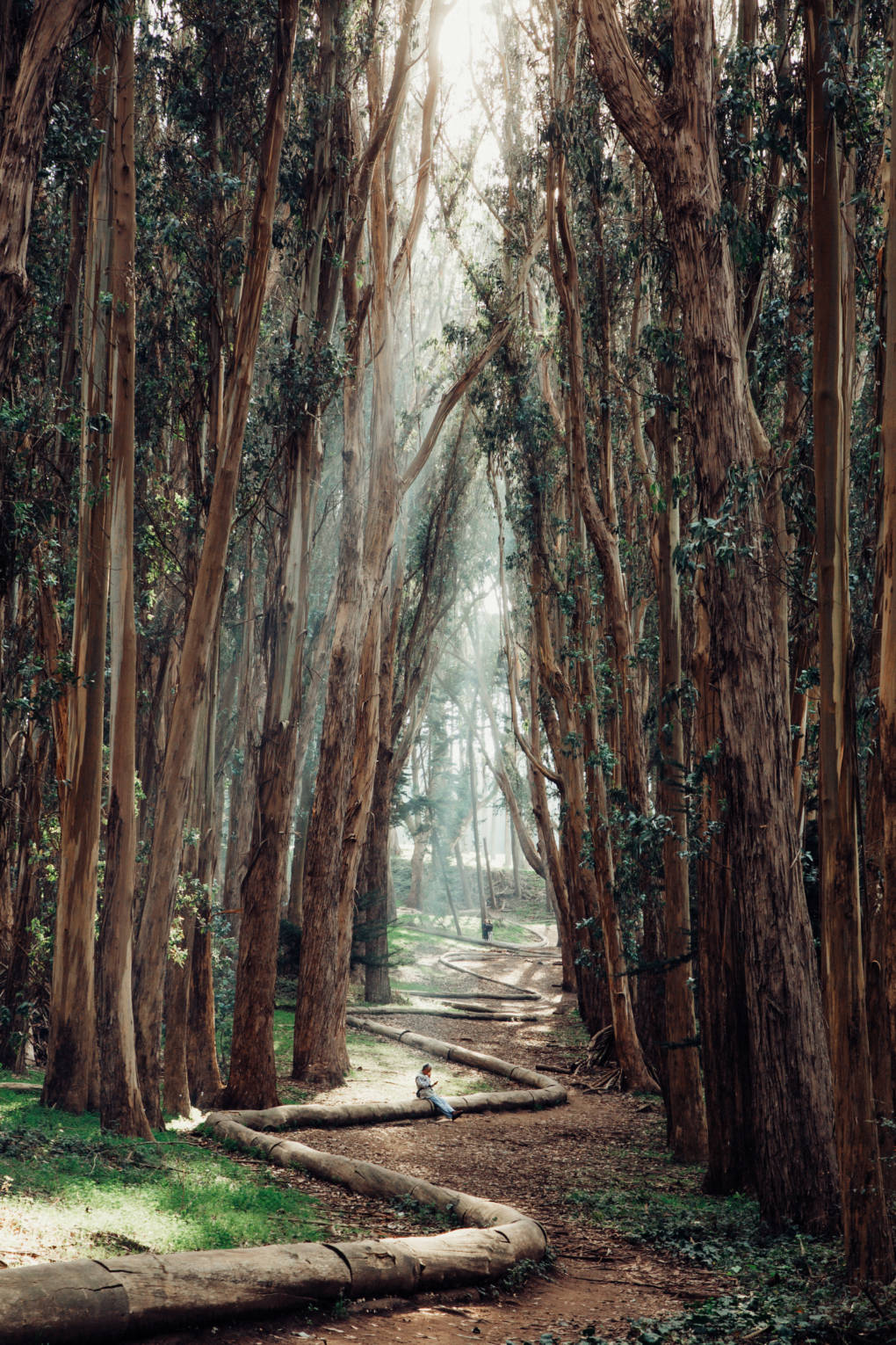 To some, the scent of eucalyptus trees is simply the scent of California.
