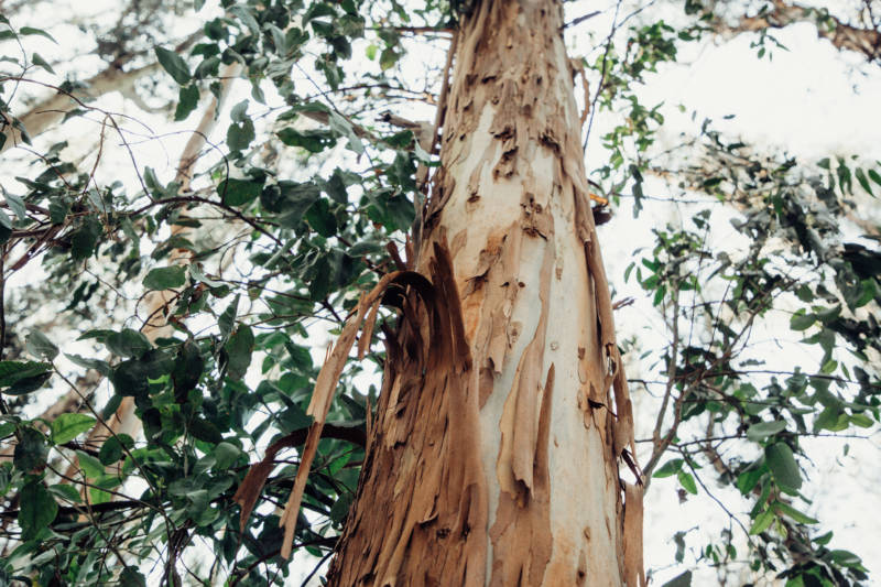 What Does a Eucalyptus Tree Look Like? 