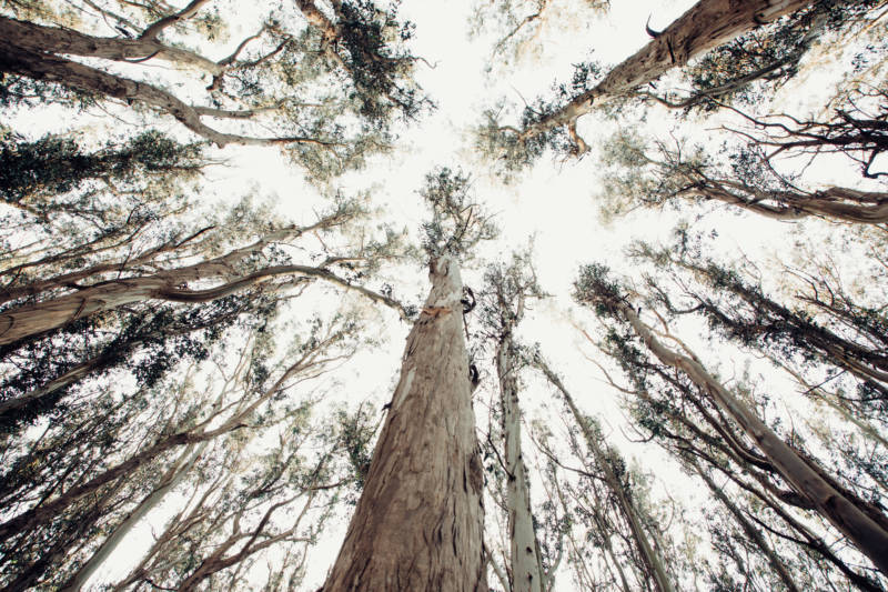 Eucalyptus trees grow fast, sometimes putting on four to six feet in height in a single year.