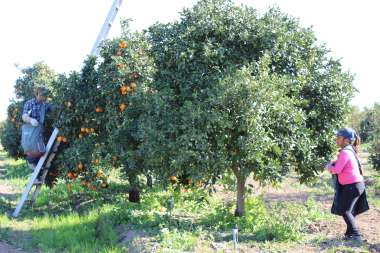 Workers harvest oranges in groves that fill the congressional district of Republican Majority Leader Kevin McCarthy of Bakersfield.