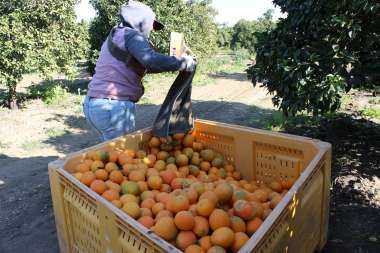 Workers earn $21 for each orange bin they fill in a grove that sits in Kern County.