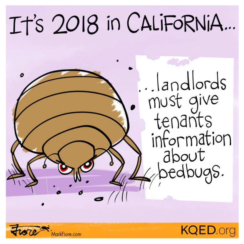 New Laws Bedbugs by Mark Fiore
