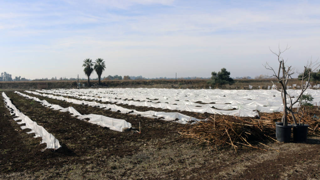 Kaying and Sam Moua have planted thousands of moringa trees. In the winter, they cut the trees back and cover them with thick white plastic to keep the roots warm until spring.