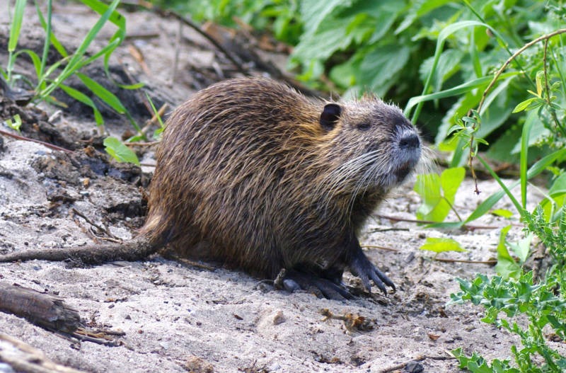 The California Department of Fish and Wildlife allows anyone with a hunting license to kill up to five nutria per person per day -- and they encourage people to eat their catch.