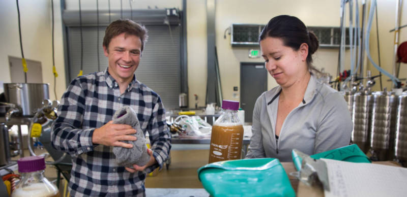 Charles Denby and his colleague, Rachel Lee, prepare to pour their yeast samples into beer fermenters at the brewery at UC Davis.