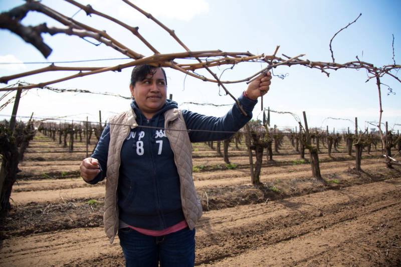 Alma demonstrates how she trims grape vines in a Fresno vineyard where she recently worked.