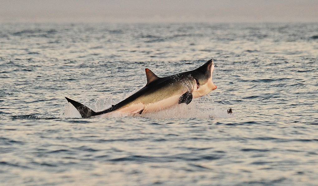 A Great White shark jumps out of the water as it hunts seals.
