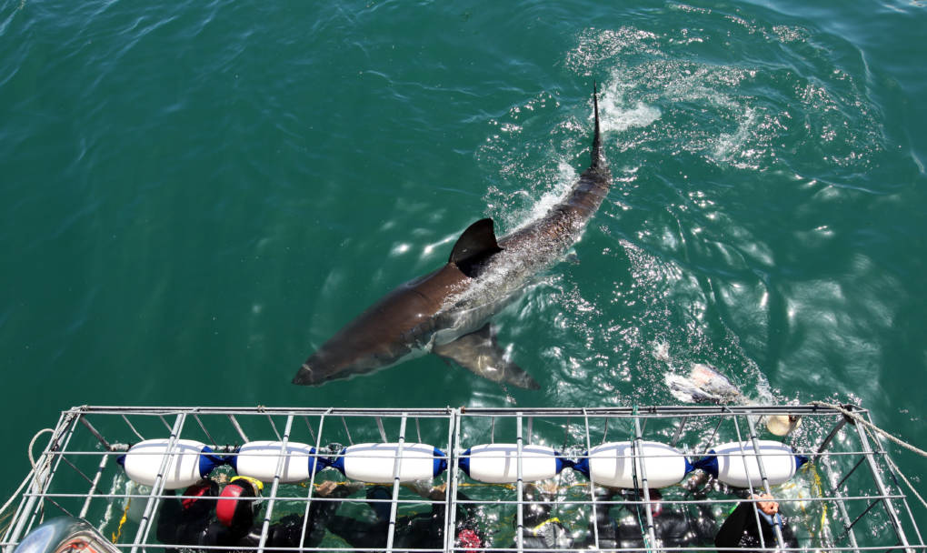 Cage Diving With Great White Sharks