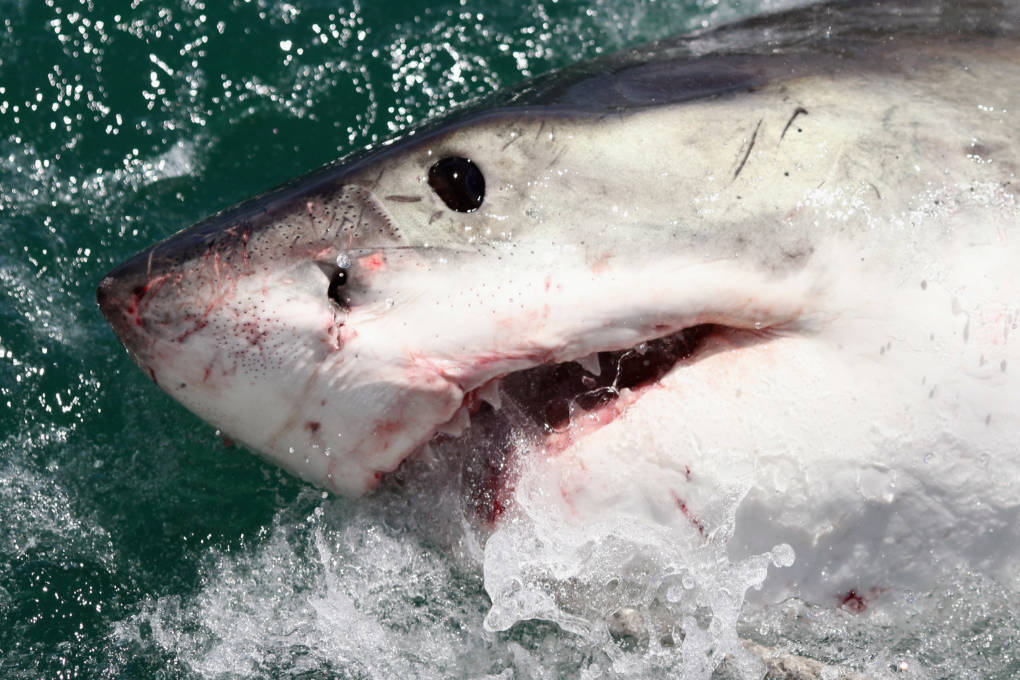 The face of a great white shark.
