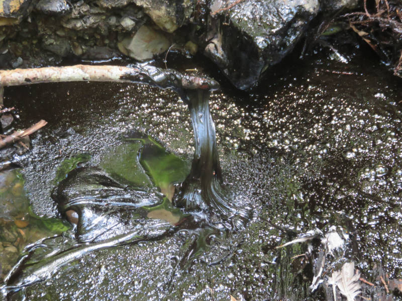 A natural oil seep in Pescadero Creek County Park, where the Canyon Trail crosses Tarwater Creek.