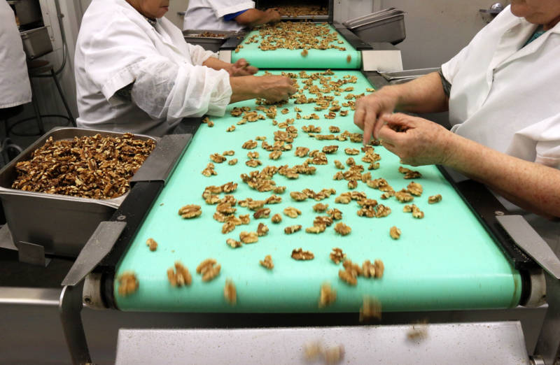 Workers at Poindexter Nut Company sort walnuts. The company is undergoing an ICE audit for the second time.