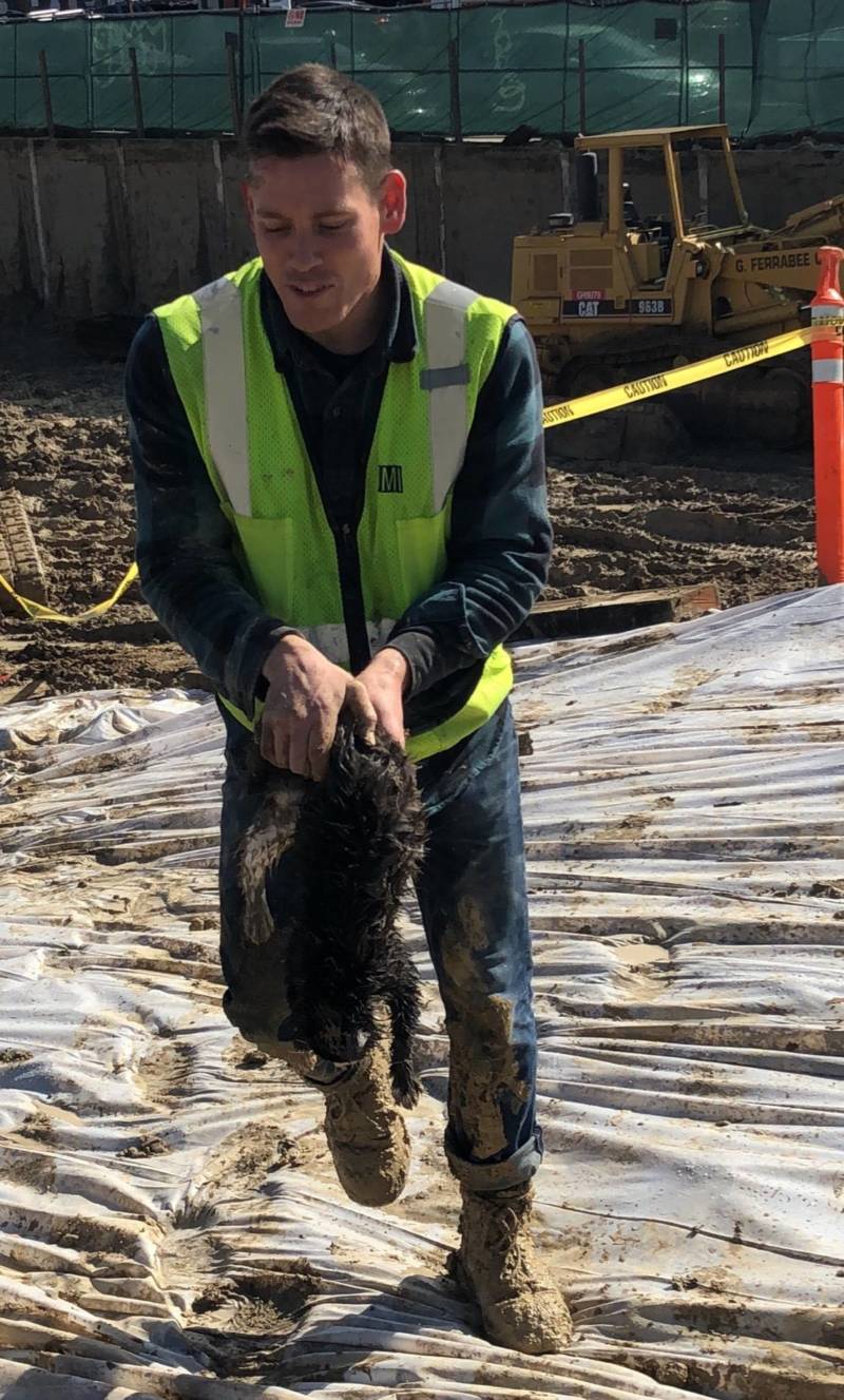 Daniel Johnstone of Johnstone Moyer, Inc recovered Nadia, one of the missing cats from Cat Town, from his nearby construction site. 