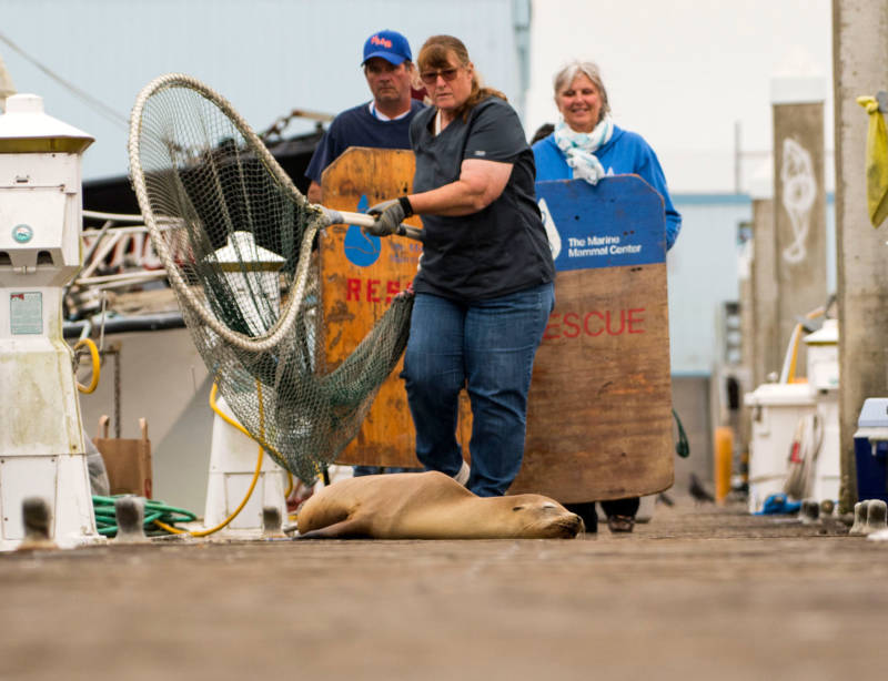 Volunteers from The Marine Mammal Center in Sausalito prepare to rescue a young California sea lion.