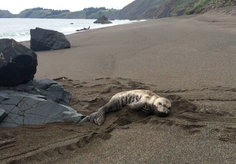 An elephant seal pup rests on a Central California beach prior to rescue by trained responders from The Marine Mammal Center. From mid-February through the end of June, the Center's rescue and rehabilitation work focuses on orphaned elephant seal and harbor seal pups.