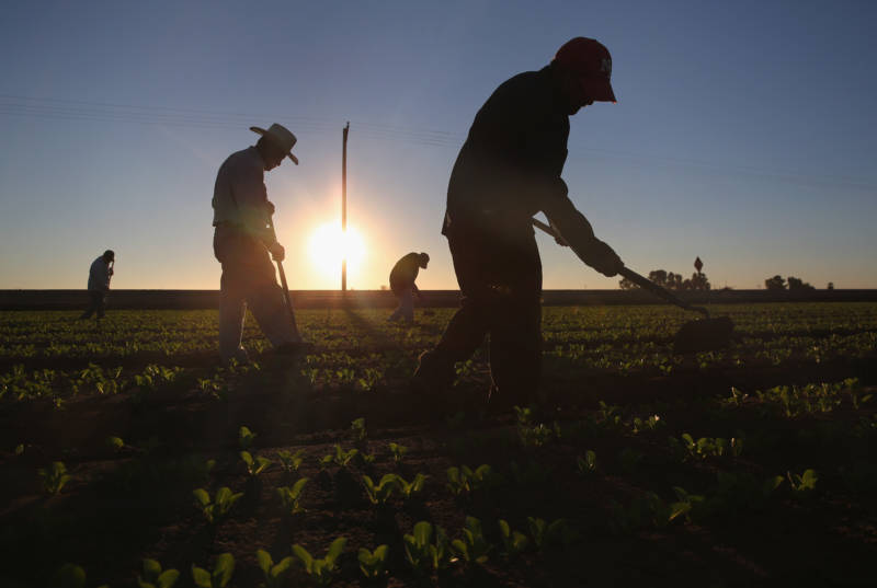 Agricultural workers cultivate romaine lettuce on a farm in Holtville, California.