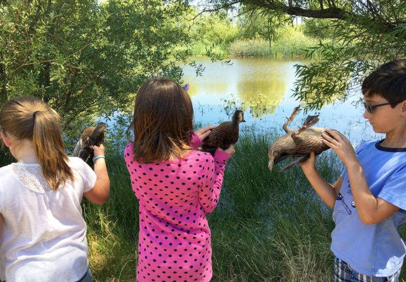 Young people prepare to release ducks raised from salvaged eggs onto habitat at a private hunting club.