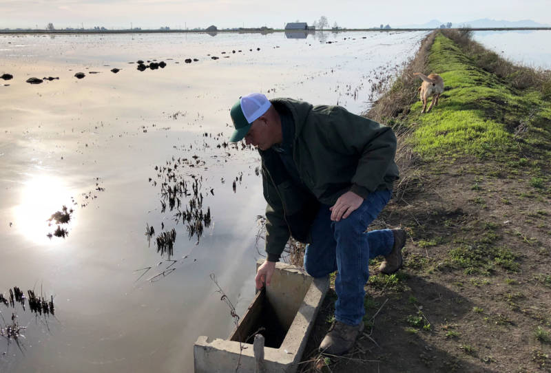 Josh Sheppard removes wooden boards, releasing water from a rice field as part of a "variable draw down," releasing water from a quarter of his fields at a time, creating a variety of habitat for different migrating birds.