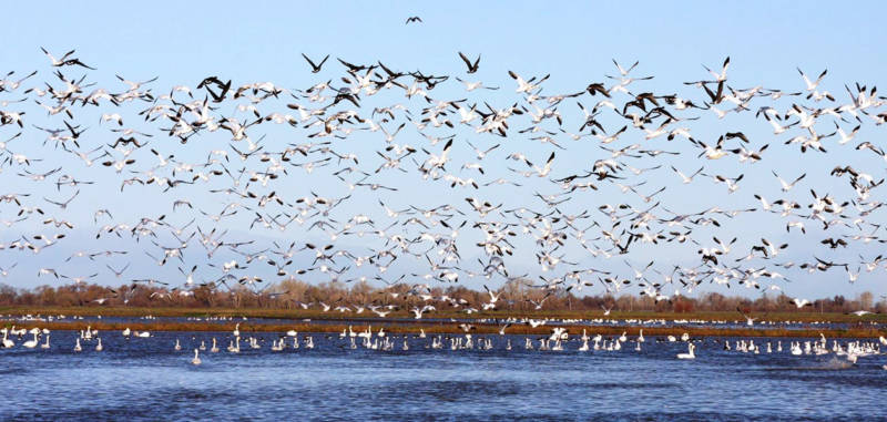 Snow Geese in fly over a rice field in the Pleasant Grove area of Sutter County.