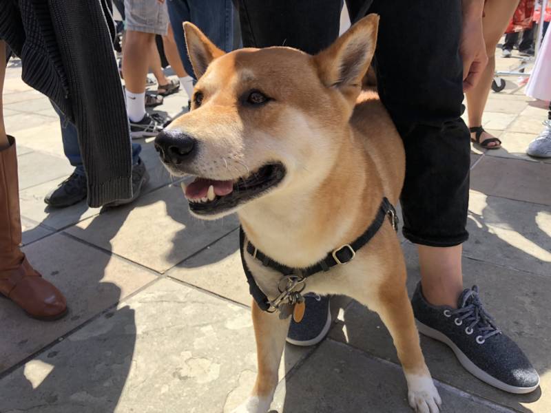 Ferdinand del toro the shiba inu walked in the Cherry Blossom Festival parade today for his first time.