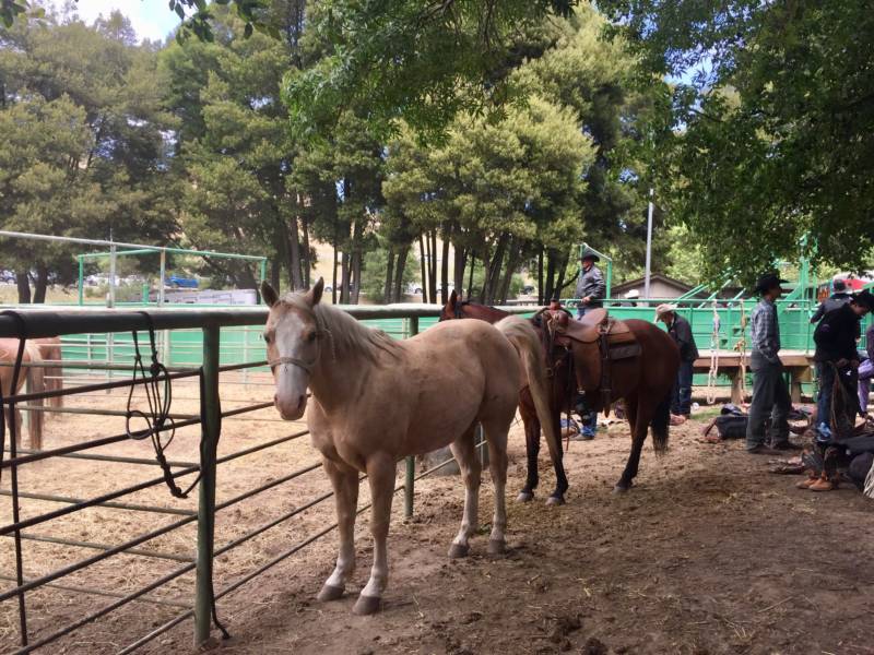 Behind the arena horses are collected in pens as cowboys get ready for the bareback riding event. Families and kids could interact with some of the animals at the 'Cowboy Experience' at the rodeo.