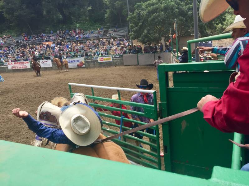 A cowboy starts his time in the bareback riding competition. Other events included steer wrestling, saddle bronc riding and girls barrel race.