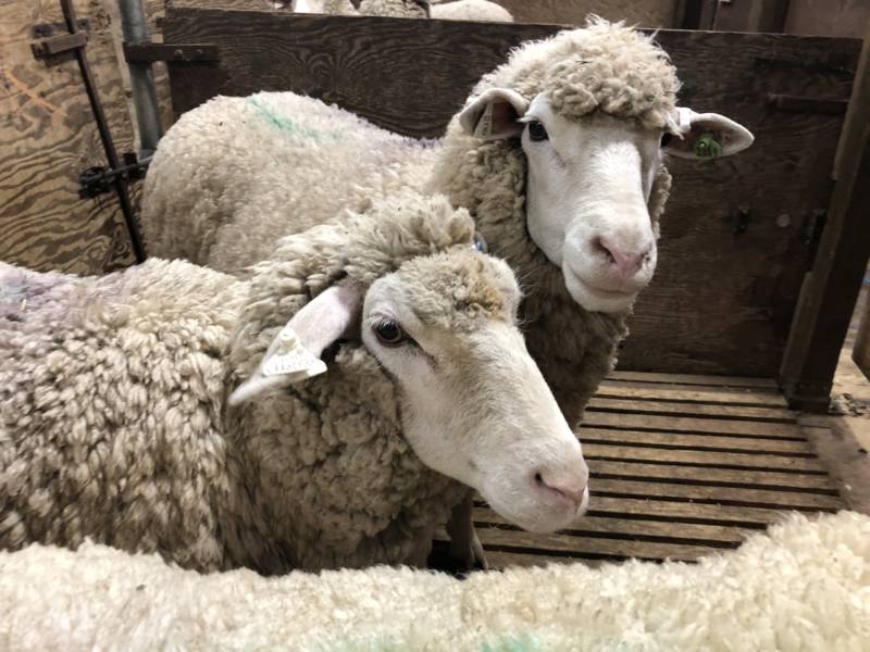 These sheep are next in line for a buzz from first-time shearers at the UC Cooperative Extension Sheep Shearing School in Hopland.