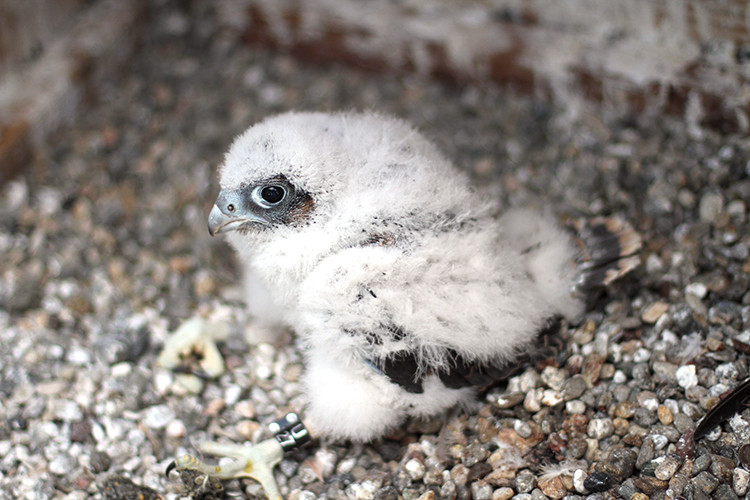 The third and final peregrine falcon chick born atop the Campanile bell tower on UC Berkeley's campus.