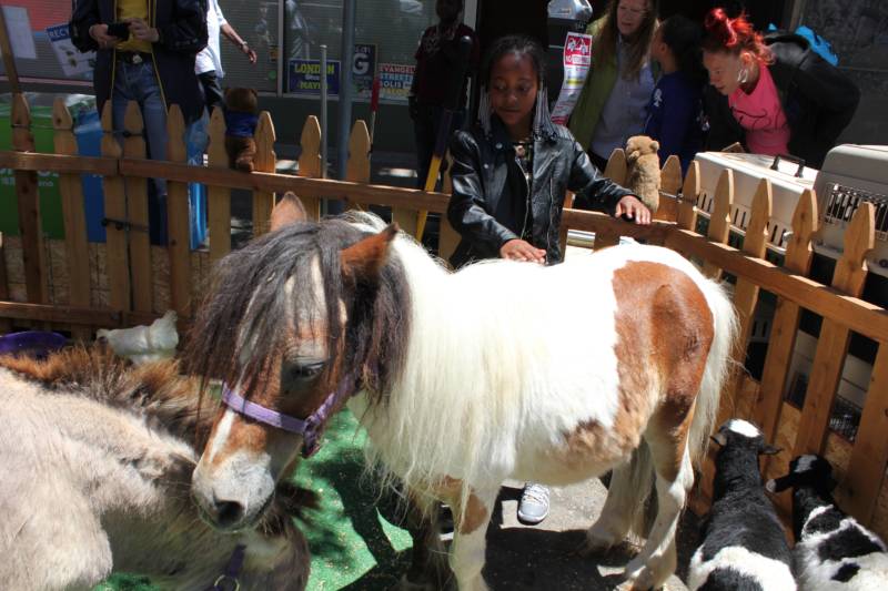 Loriel Price, 8, of San Francisco in the petting zoo at the city's Juneteenth celebration. She says she's always wanted a horse or a rabbit.