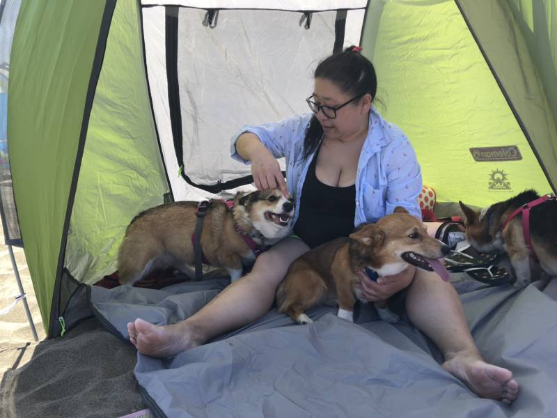 Samantha Lim attempts to pose Augie and Zephyr. "We've been coming since I had my oldest," Lim said, with this being their fourth summer Corgi Con. Later in the day they'd be participating in the corgi race.