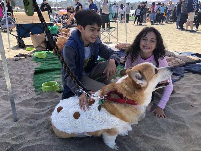 Edwin is sporting a spaghetti and meatballs costume made from yarn, paint and some patience. Brian Sohmers, Edwin's owner, said the family likes to come and look at all the other corgis. 