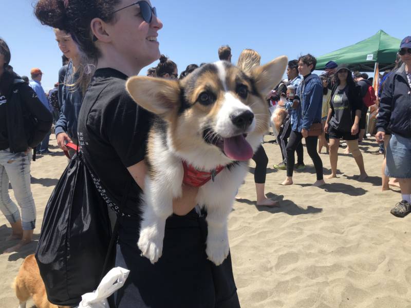 As the event went on, some corgis needed a little help getting around. 