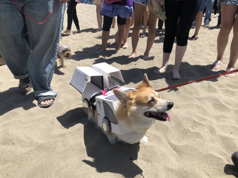 A costume contest portion of Corgi Con brought out the creative side in some people. This pup is dressed up as a Tesla Model C ("C" for corgi). 