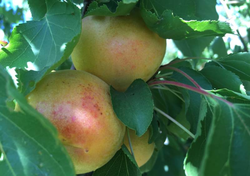 Andy Mariani of Andy's Orchard in Morgan Hill has recently begun growing white apricots, a common sight in Central Asia. Mariani says the flesh tastes almost of melon and the kernels are sweet and edible, not unlike an almond.