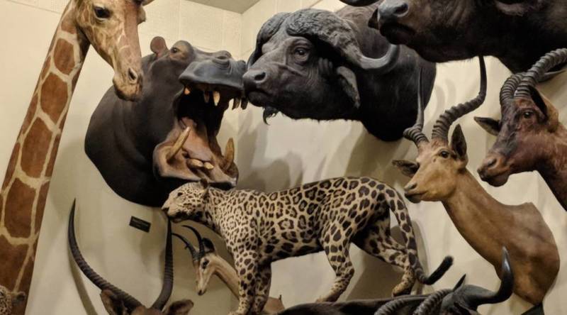 Part of a wall at Foster's Bighorn, a restaurant and bar in Rio Vista which houses an enormous collection of taxidermied animals.