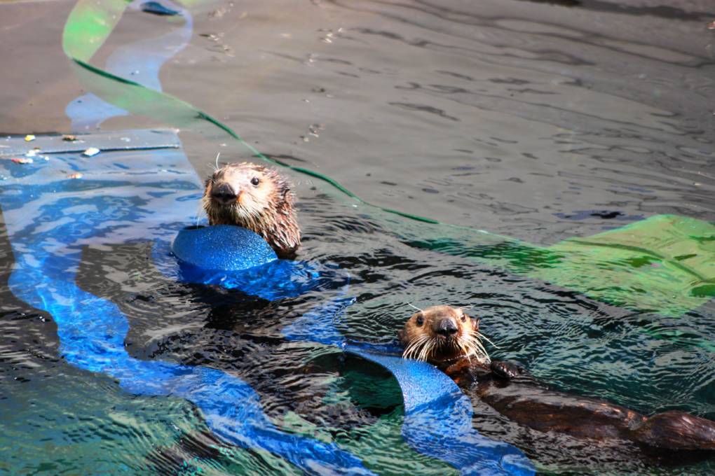 The Marine Mammal Center is currently rehabilitating three southern sea otters and needs the public’s help to provide one special otter with a name. Langly (right) and her companion (left).