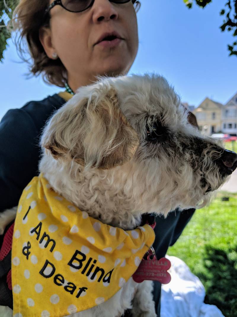 'The greatest thing about senior dogs is they are more tame," says teacher Ivette Zaldivar, who is fostering this dog with the organization Muttville.