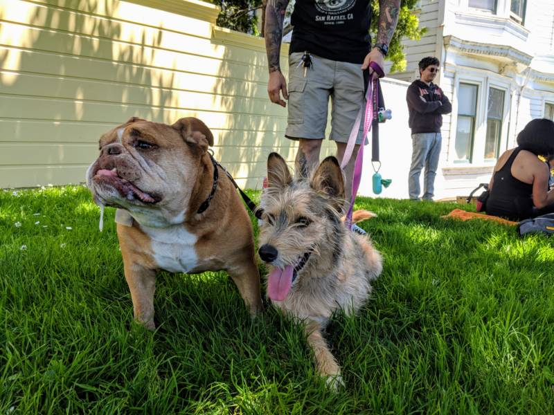Bruno and three-legged pup Olive. Olive got hit by a car and was adopted the day after her surgery. 'I got her as a companion for Bruno, but he doesn't seem to care,' says owner Joey Romano from Martinez.