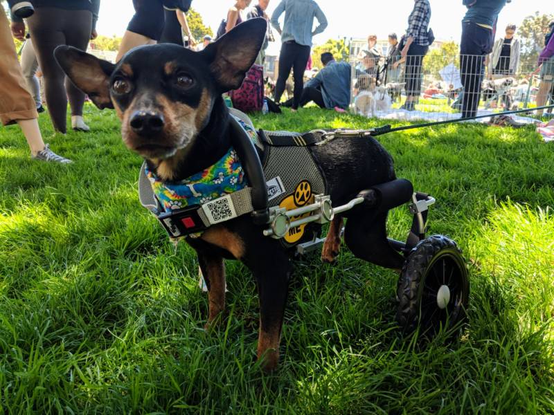 Scooter is a Miniature Pinscher who has no movement in his back legs. He's up for adoption through Nobody's Perfekt Dogs, a special needs adoption center in the East Bay.