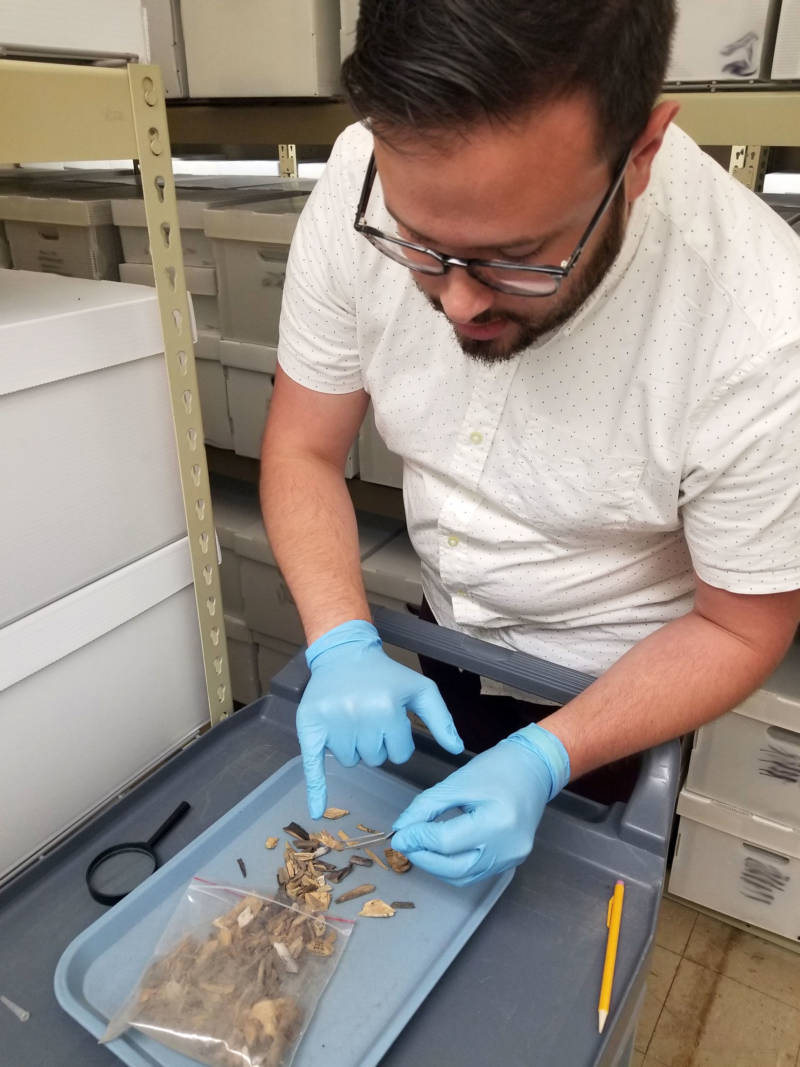 Michael Walters, a UC Davis osteologist, shows how he sorts through animal bones from archaeological digs to find any human bones that have been misclassified.