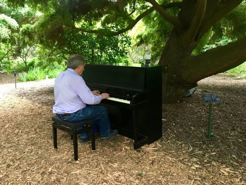Don Hadley plays one of the pianos underneath a totara tree.