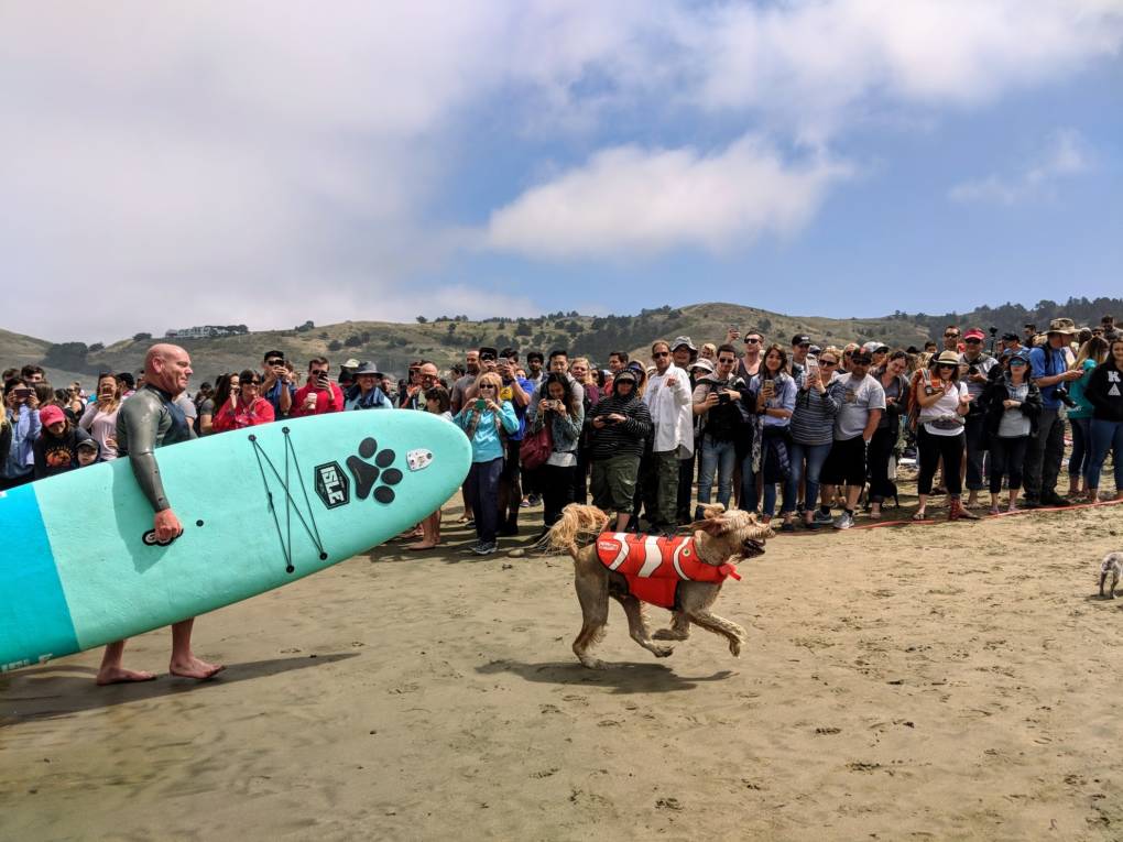 Teddy comes back to a cheering crowd after a good run on the waves.