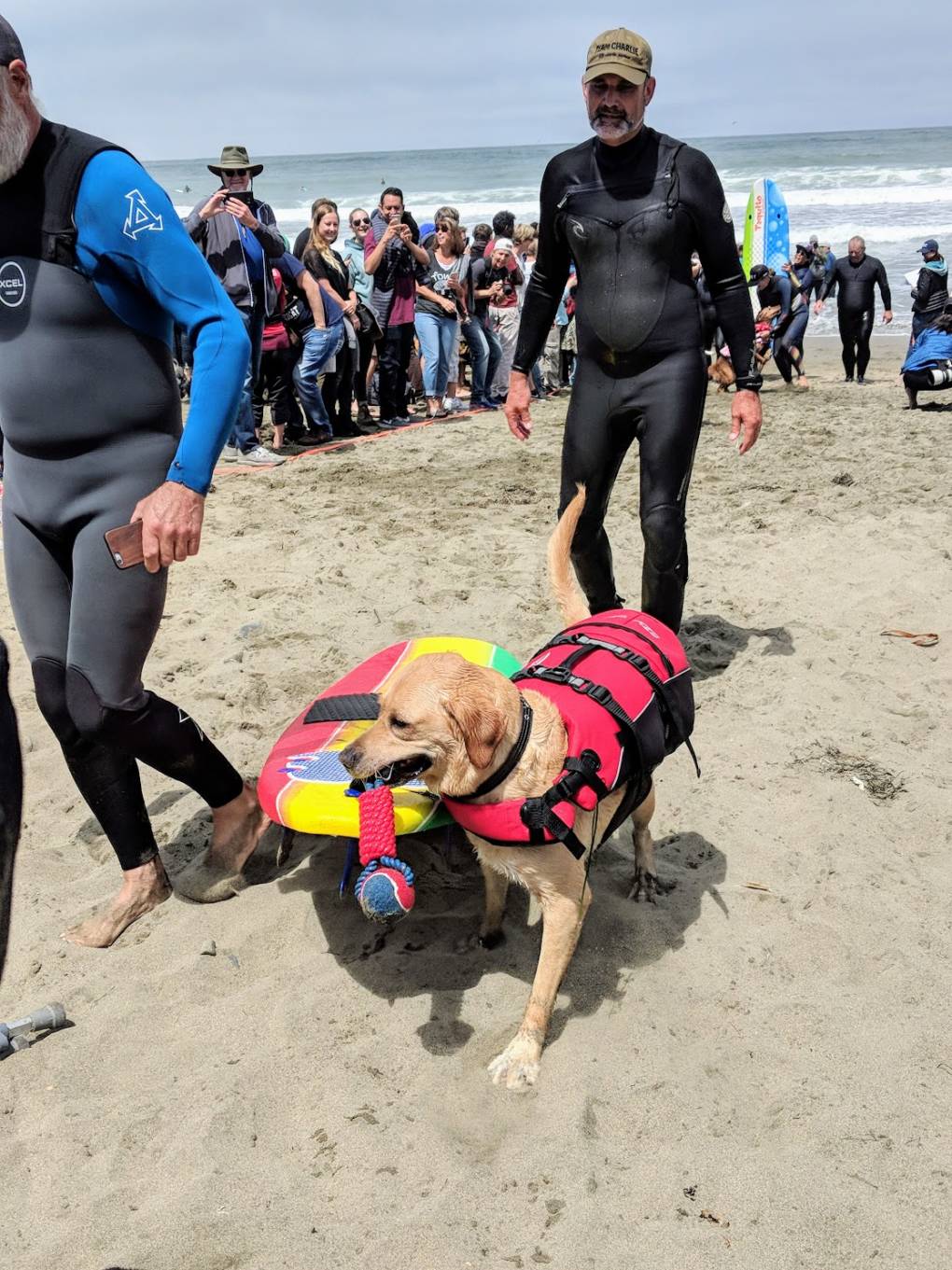 Charlie the yellow lab is here for his second year. "He likes to show off with his board," says his owner Jeff Nieboer. 
