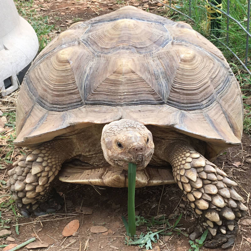 Tina, safe from the Carr Fire, eats grass at Tortoise Acres.